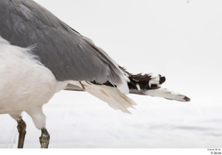 Common gull Larus Canus tail 0003.jpg